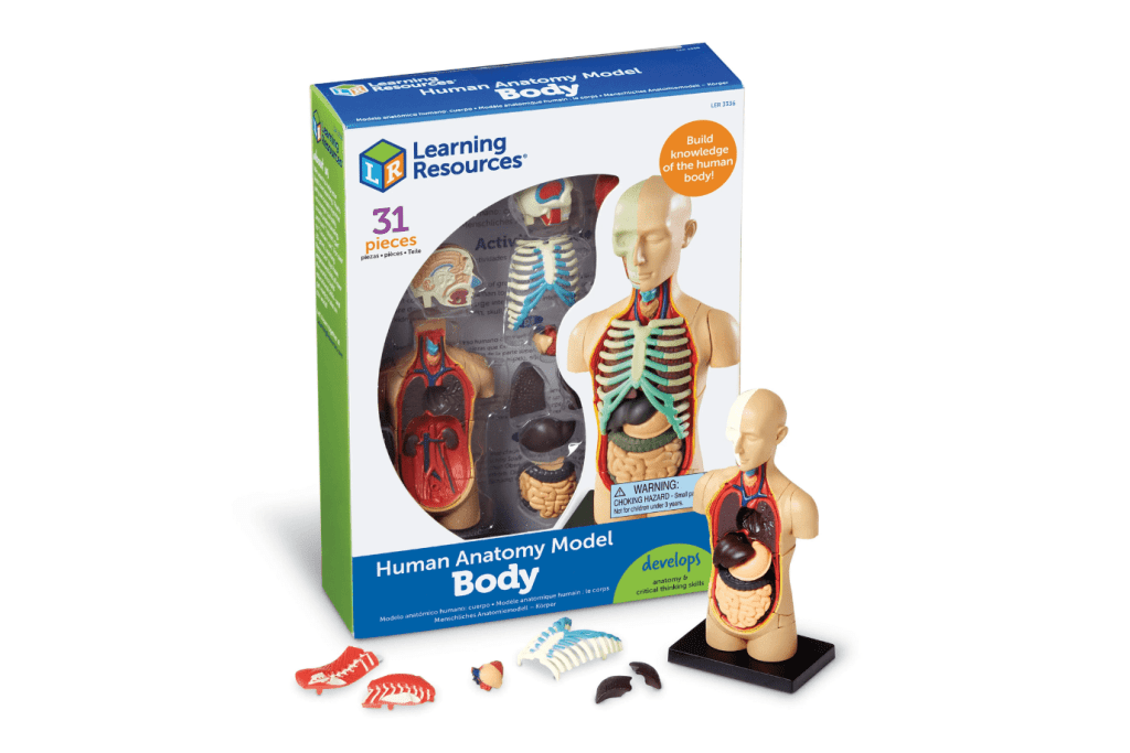 Human Body Anatomy Model I The Montessori Room
