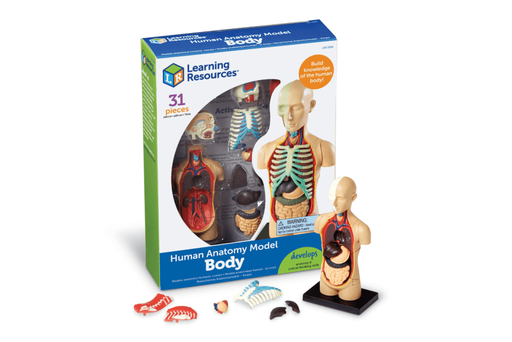 Human Body Anatomy Model by Learning Resources, 8 years and up, educational toys for kids, 31 pieces, science, classroom materials, The Montessori Room, Toronto, Ontario, Canada. 