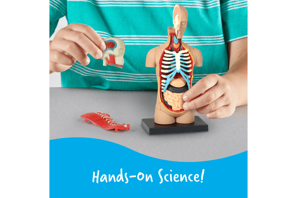 Human Body Anatomy Model - Small