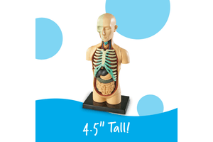 Human Body Anatomy Model - Small