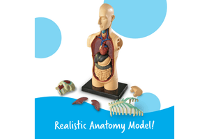 Human Body Anatomy Model - Small