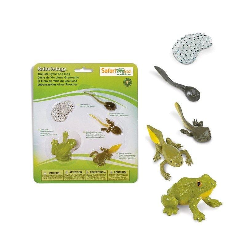 Life Cycle of a Frog - The Montessori Room, Safari Ltd., Toronto, Ontario, Canada, science toys, educational toys, stages of frog, plastic animals, plastic frog, Montessori materials, Montessori toys