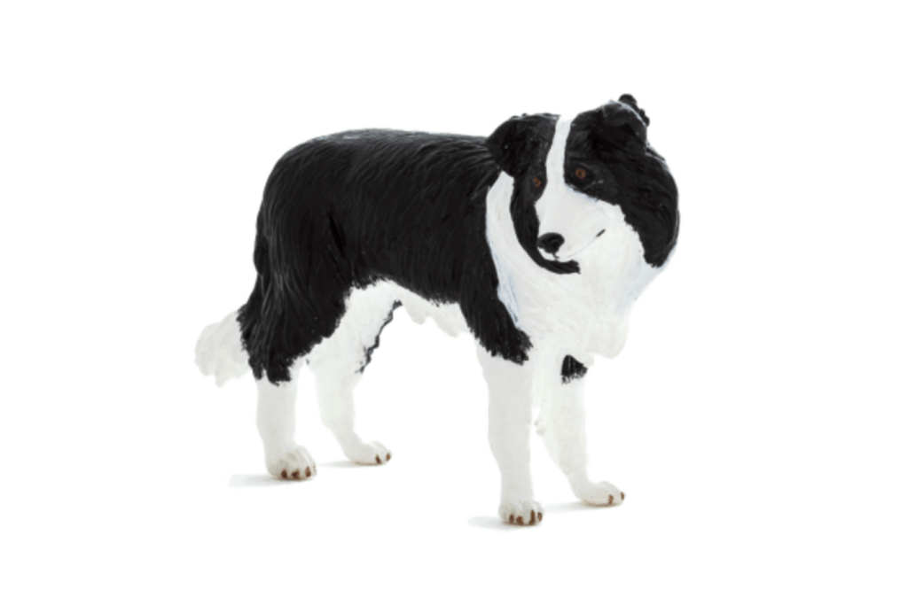 Mojo fun toys, Toronto, Canada Border collie