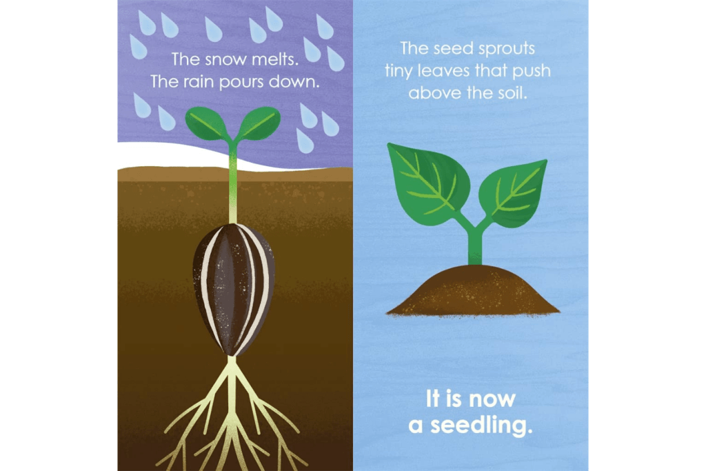 plant a seed book Montessori: Seed Work I The Montessori Room