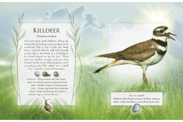 The Little Book of Backyard Bird Songs I The Montessori Room